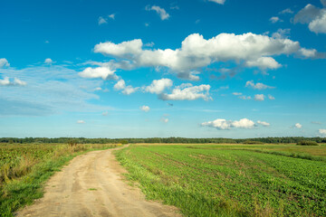 Rural road in the field, horizon and clouds on the blue sky