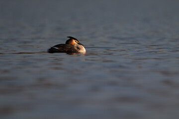 Great crested grebe on the lake Podiceps cristatus swims on the pond in summer
