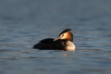 Close up portrait of a Great crested grebe (Podiceps cristatus) swimming on a blue lake in a morning spring