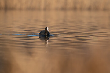 Common eurasian coot (Fulica atra) swimming in the golden reflections of reed