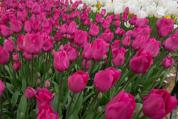 Beautiful Pink Tulips in garden