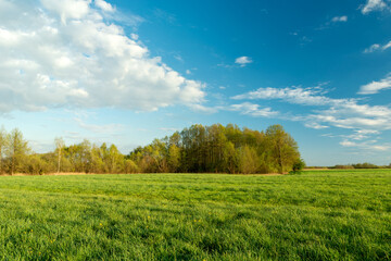 Green meadow and forest on the horizon, white clouds on the blue sky