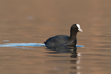 Coot swimming (Fulica atra) Close up Eurasian Coot on lake in spring