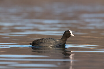 Close up shot of common Eurasian coot (Fulica atra) swimming in the golden reflections of reed