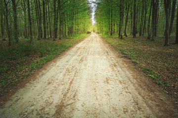 A wide dirt road in a spring green forest