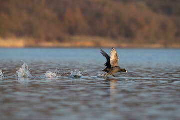 Eurasian coot (Fulica atra) with outstretched wings runs on water. Black bird common coot duck running on lake