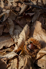 Wild and open chestnut (Castanea sativa) in the forest among autumn leaves. Selective focus
Lombardia-Italy-Europe