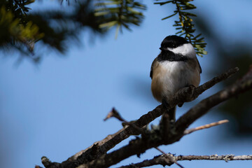 Black Capped Chickadee perched on tree branch