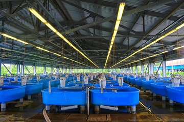 Incubators for artificial breeding of sturgeon at the fish hatchery.  Jewish Autonomous region, far East, Russia.