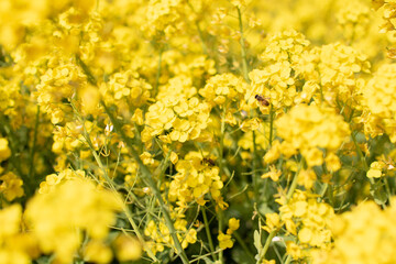 菜の花と蜂