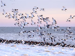 Foto auf Alu-Dibond A flock of oystercatchers on a winter day at the beach. Een zwerm scholeksters op een winterse dag op het strand.  © Peter