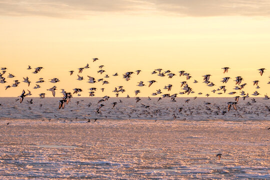 A flock of oystercatchers and bar-tailed godwits on the beach on a winter day.
Een zwerm scholeksters en rosse grutto's op een winterse dag op het strand.