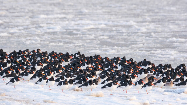A flock of oystercatchers on a winter day at the beach.
Een zwerm scholeksters op een winterse dag op het strand.