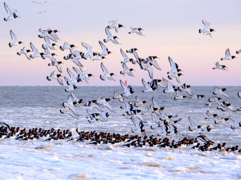 A flock of oystercatchers on a winter day at the beach.
Een zwerm scholeksters op een winterse dag op het strand.
