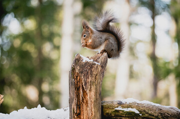 Squirrel rodent small cute animal winter forest woods wildlife