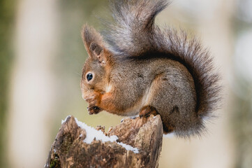 Naklejka na ściany i meble Squirrel rodent small cute animal winter forest woods wildlife