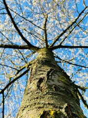 Close-up on the bark of a Japanese cherry tree. Trunk in low angle view. Selective focus, deliberately blurred background.