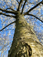 Close-up on the bark of a Japanese cherry tree. Trunk in low angle view. Selective focus, deliberately blurred background.