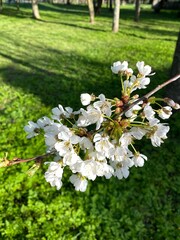 Flower of japan cherry tree, white sakura. Background blurred voluntarily.
