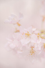 Naklejka na ściany i meble pink sakura blooming in japan park in spring season