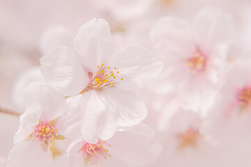 Fototapeta na wymiar pink sakura blooming in japan park in spring season