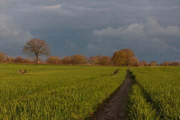 Naklejka premium Feld mit Traktorspuren und frischer Saat im Frühling