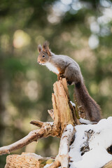 Naklejka premium Squirrel rodent small cute animal winter forest woods wildlife