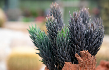 Naklejka na ściany i meble Succulent plant (Haworthia) with long stems and dark green leaves in a small flower pot for room decor