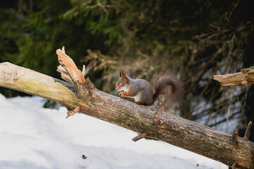 Squirrel rodent small cute animal winter forest woods wildlife