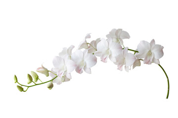 White orchid flower bouquet bloom isolated on white background included clipping path.