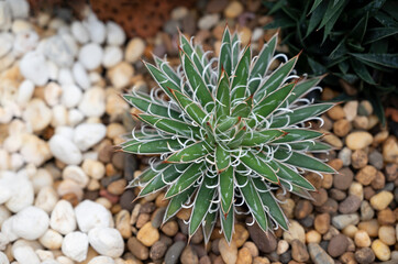 Small green agave plants for decoration in the garden with brown and white pebbles.