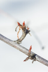 Buds in an early spring forest. Central Russia.