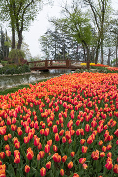 Orange Tulips