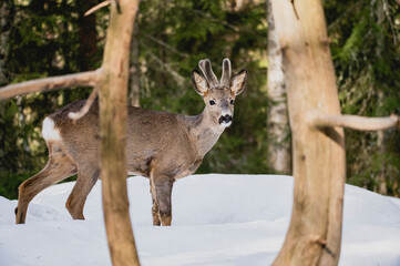 Naklejka na ściany i meble Deer white tail animal forest woods wildlife winter snow