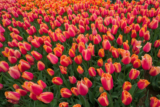 Orange Tulips