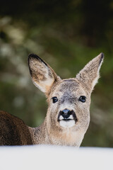 Deer white tail animal forest woods wildlife winter snow