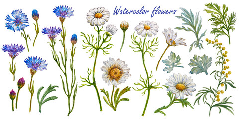 Watercolor flowers from cornflowers, daisies and clover