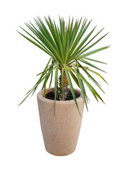 Green Yucca plant in pot isolated on white background. Potted yucca. House plant in a long ceramic pot.