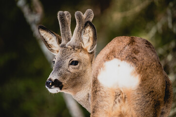 Deer white tail animal forest woods wildlife winter snow