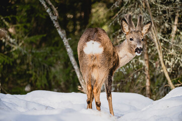 Deer white tail animal forest woods wildlife winter snow