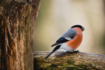 Bird chaffinch hawfinch bullfinch tree branch winter wildlife nature songbird
