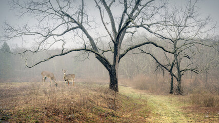 Hiking trail through Stokes State Forest New Jersy on a foggy morning in early spring