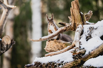 Squirrel forest winter snow jump food tree climb