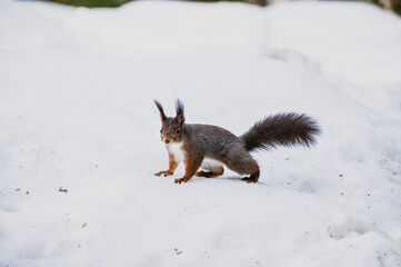 Squirrel forest winter snow jump food tree climb