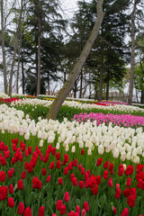 Red and white tulips in Emirgan park,Istanbul,Turkey,April 2017