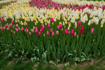 Fototapeta premium Yellow and pink tulips in Emirgan park,Istanbul,Turkey,April 2017