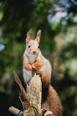 Squirrel forest winter snow jump food tree climb