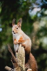 Naklejka na ściany i meble Squirrel forest winter snow jump food tree climb