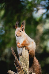 Squirrel forest winter snow jump food tree climb