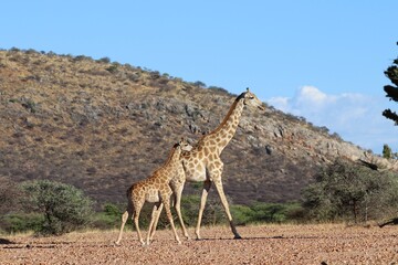 beautiful giraffes - Namibia, Africa